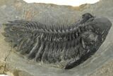 Detailed Hollardops Trilobite - Large Specimen #191857-3